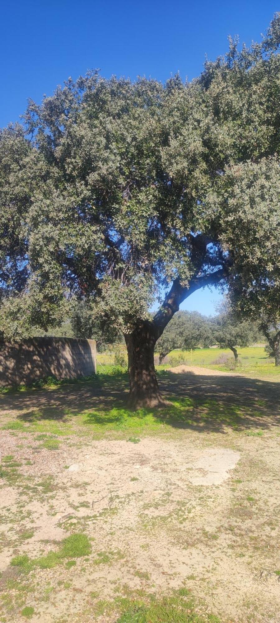 Finca Las Gamitas Almoharin Kültér fotó